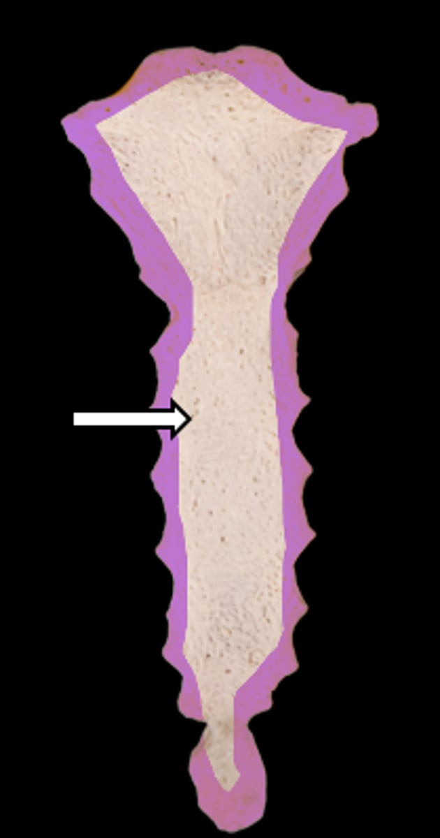 <p>name the bone</p>