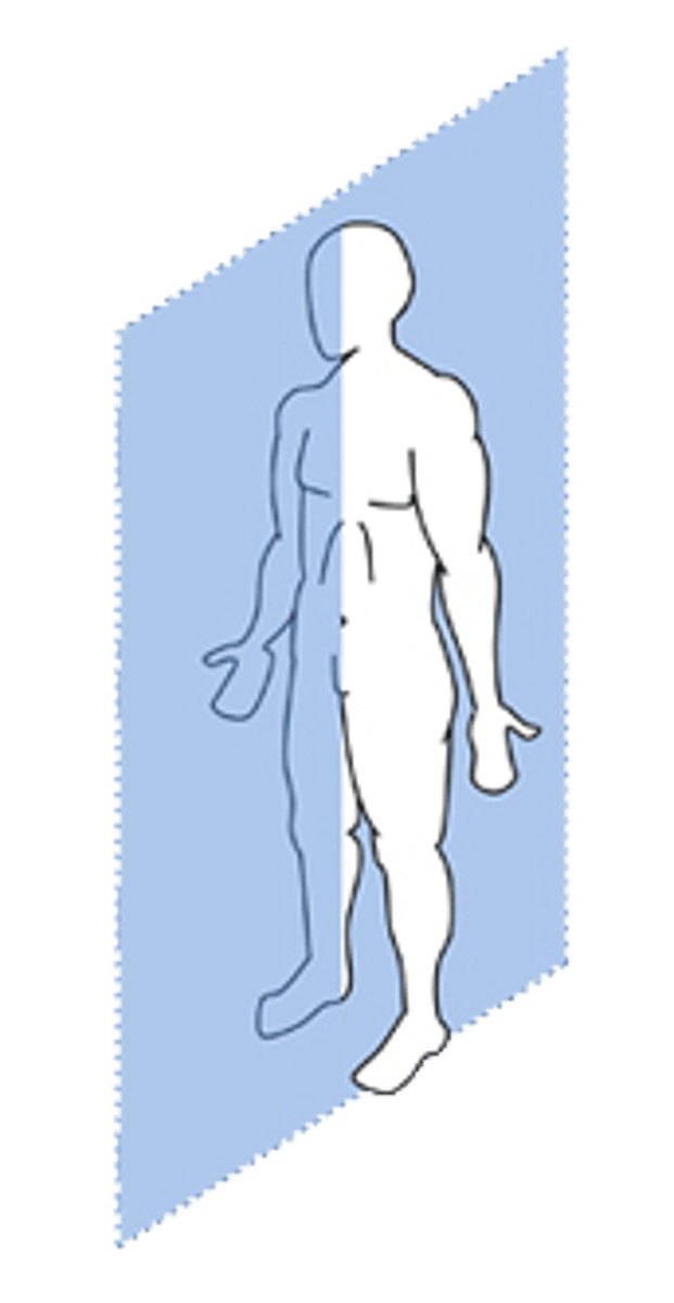 <p>vertical plane, divides the body into right and left regions</p>