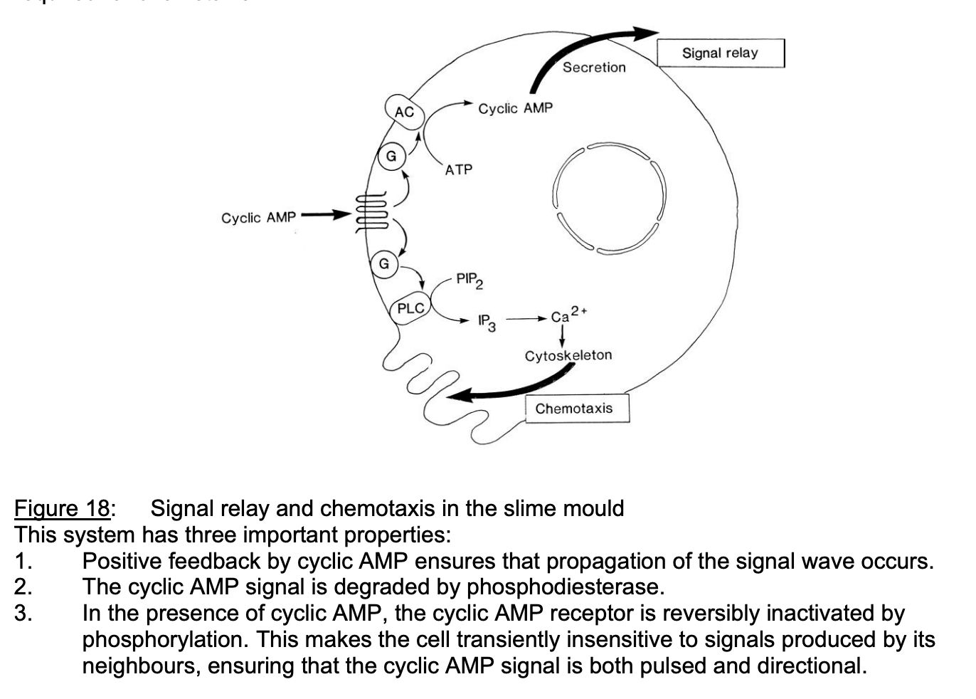 <p>Activate a number of signalling pathways </p><ol><li><p>adenylate cyclase dependent cyclic AMP pathway</p><p>→ <strong>relay system</strong></p></li><li><p>phospholipase C dependent phosphoinositide pathway</p><p>→ Triggers local cytoskeletal rearrangements →<strong>chemotaxis</strong></p></li></ol><p></p>