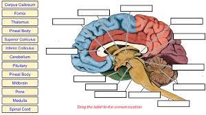 <p>Label parts of brain</p>