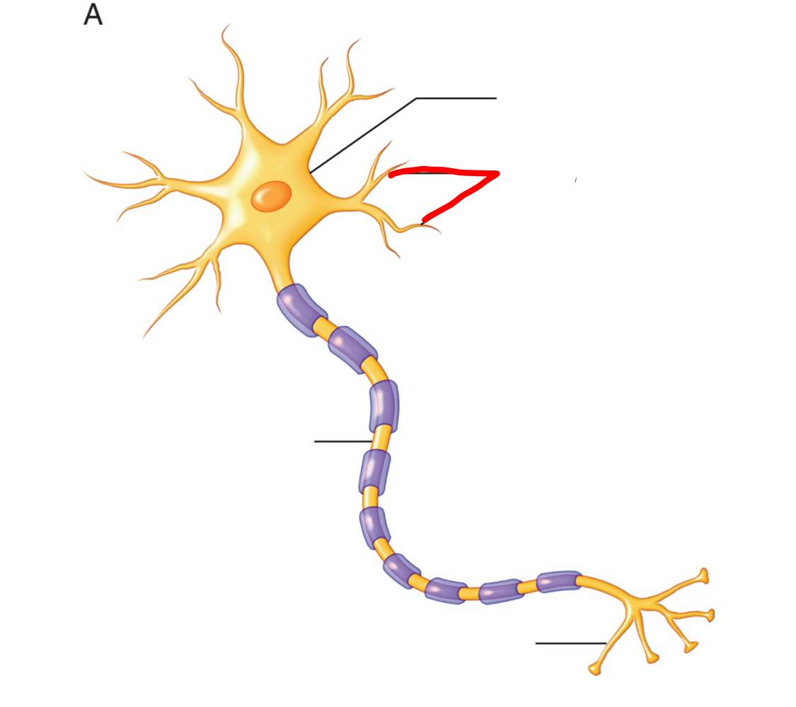 dendrites - receives information