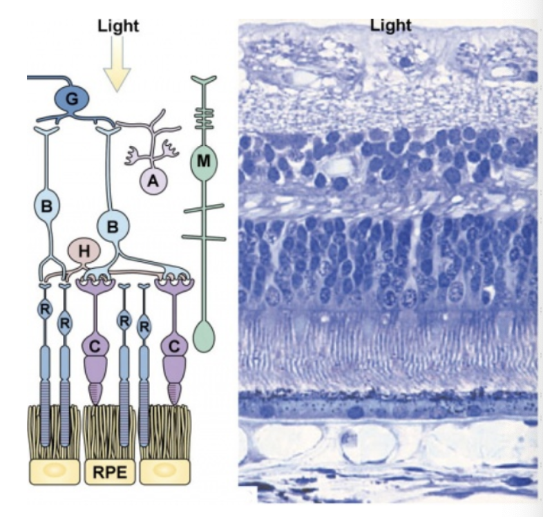 <p>G = Retinal Ganglion Cells</p><p>B = Bipolar Cells</p><p>A = Amacrine Cells</p><p>H = Horizontal Cells</p><p>R = Photoreceptor - Rods</p><p>C = Photoreceptor - Cones</p><p>M = Müller Glia Cell</p>
