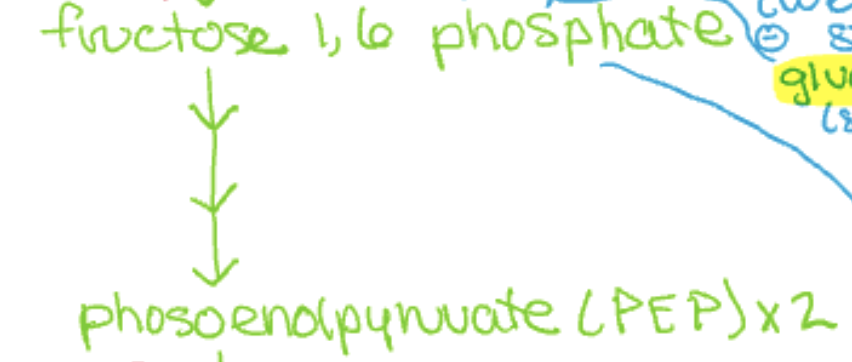 <p>fructose 1,6 phosphate → phosoenolpyruvate (PEP) x2</p>