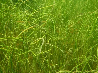 <p>darker green &amp; much thinner than turtle grass</p>