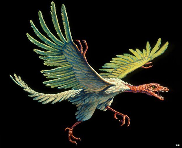 <p>Theropod Saurischian dinosaur</p>