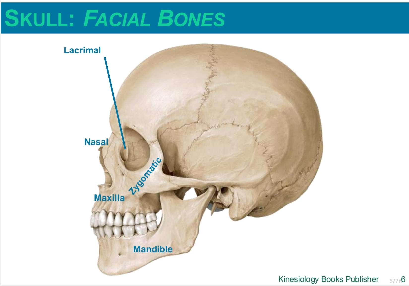 <ul><li><p>lacrimal</p></li><li><p>nasal</p></li><li><p>zygomatic</p></li><li><p>maxilla</p></li><li><p>mandible </p></li></ul><p></p>