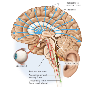 <p>-loose web of gray matter that runs vertically through all levels of the brainstem</p><p>-has connections with many areas of cerebrum</p>
