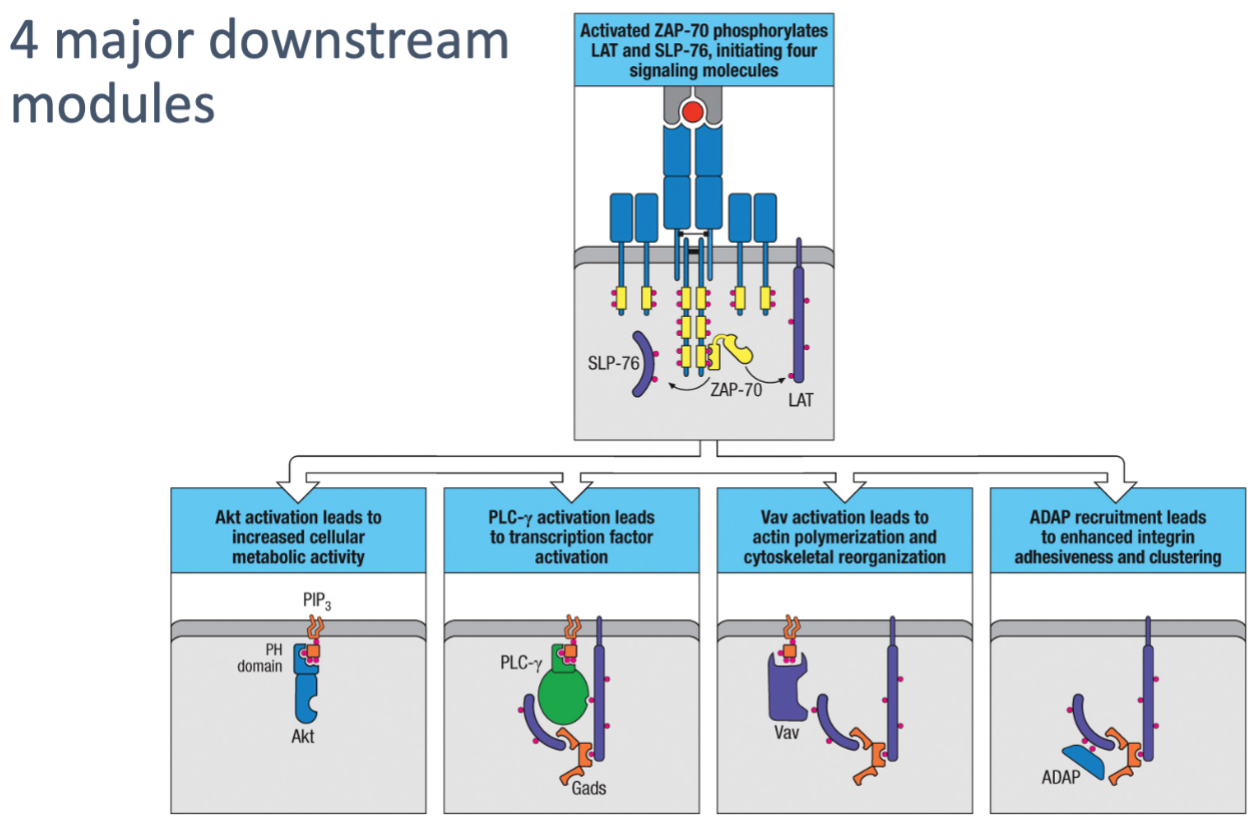 <ul><li><p><strong>Akt Activation</strong>: Leads to increased cellular metabolic activity, supporting the energy demands of T cell activation and function.</p></li><li><p><strong>PLC-γ Activation</strong>: Triggers transcription factor activation, essential for initiating gene expression changes that drive T cell responses.</p></li><li><p><strong>Vav Activation</strong>: Leads to actin polymerization and cytoskeletal reorganization, enabling T cells to change shape and move, which is important for immune cell interactions.</p></li><li><p><strong>ADAP Recruitment</strong>: Enhances integrin adhesiveness and clustering, strengthening cell-cell interactions and stabilizing T cell-APC contact for effective signaling.</p></li></ul><p></p>