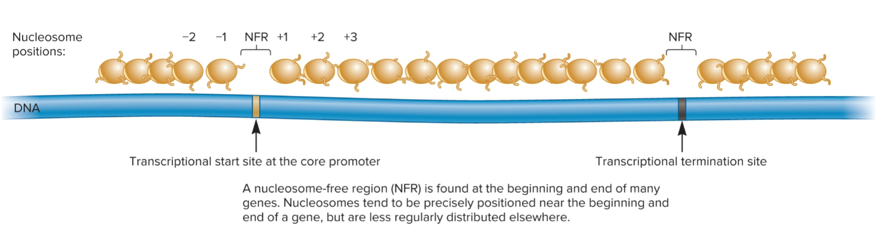 <ul><li><p>where transcriptional start site at core promoter is found</p></li><li><p>region of DNA where nucleosomes are not found</p></li><li><p>~150 bp in length</p></li><li><p>May be required for transcription</p></li><li><p>Not solely capable of gene activation; many genes that contain an NFR are not being actively transcribed</p></li><li><p>found at beginning and end of many genes</p></li><li><p>Nucleosomes tend to be precisely positioned near beginning and end of a gene, but are less regularly distributed elsewhere</p></li></ul><p></p>