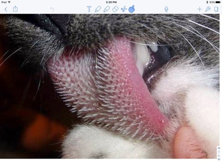 <p>Threadlike elevations that cover most of the tongue</p>