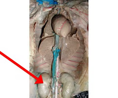 <p>What is the arrow pointing to? What’s it function? </p>