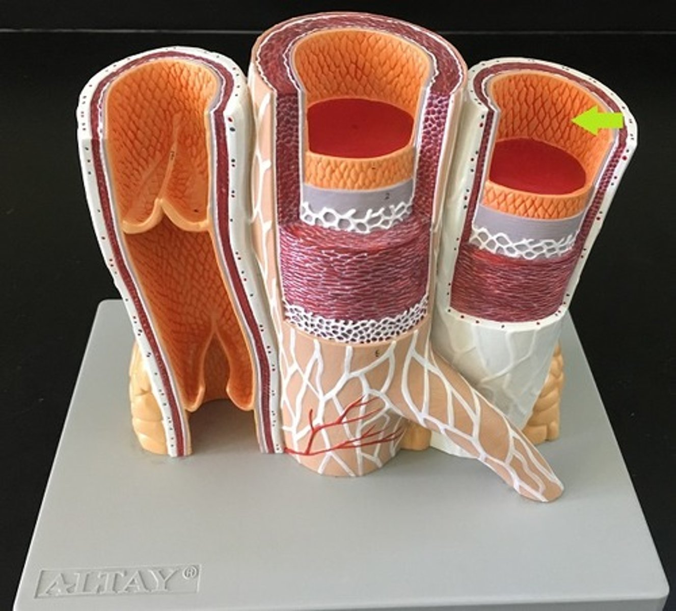 <p>the innermost layer of a blood vessel; made primarily of simple squamous epithelium</p>