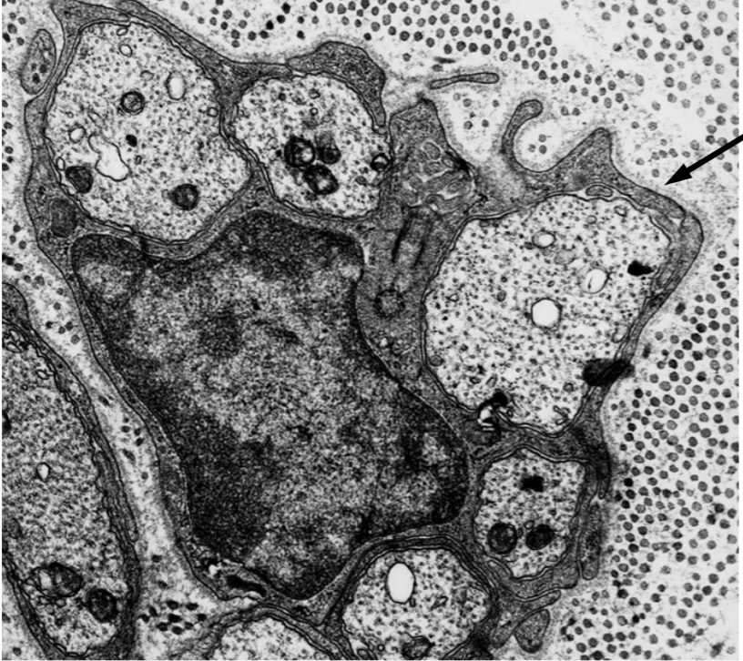 <p>what cell is this and what is the arrow pointing to</p>