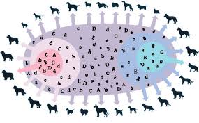 <p><u>Importance</u> of a large&nbsp;<strong>gene pools</strong>?</p>
