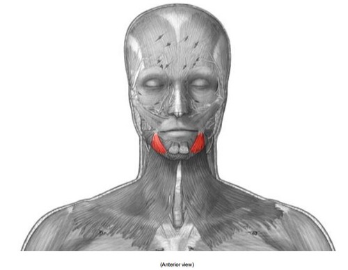 mandibular and buccal branches of facial nerve