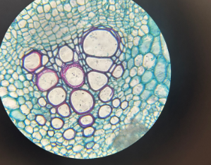 dicot root