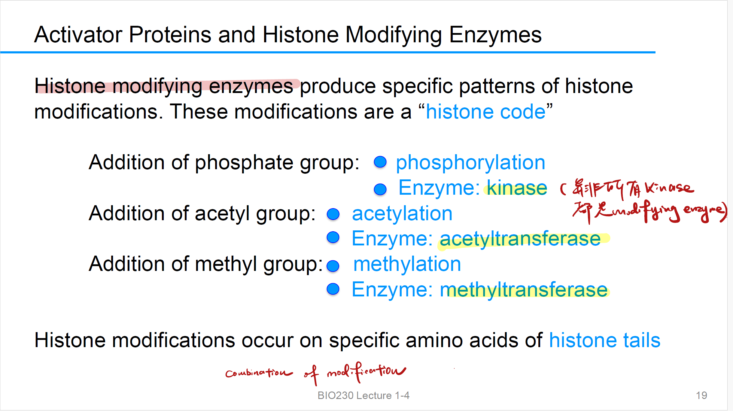 <p>Addition of phosphate group (Histone code)</p>