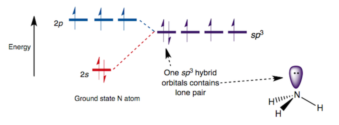 <ul><li><p>Lone pairs still occupy an orbital, typically a hybrid orbital</p></li><li><p>Lone pairs repel more than bonding pairs, affecting bond angles</p></li></ul><p></p>