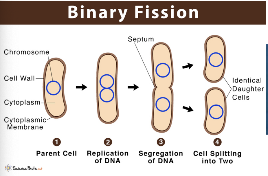 <p>Prokaryote Reproduction</p>