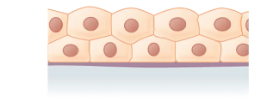 <p>What is the layer and shape of this epithelium? </p>