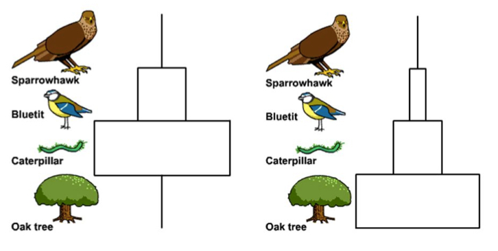 <p>Which image represents a pyramid of numbers and which presents a pyramid of biomass?</p>
