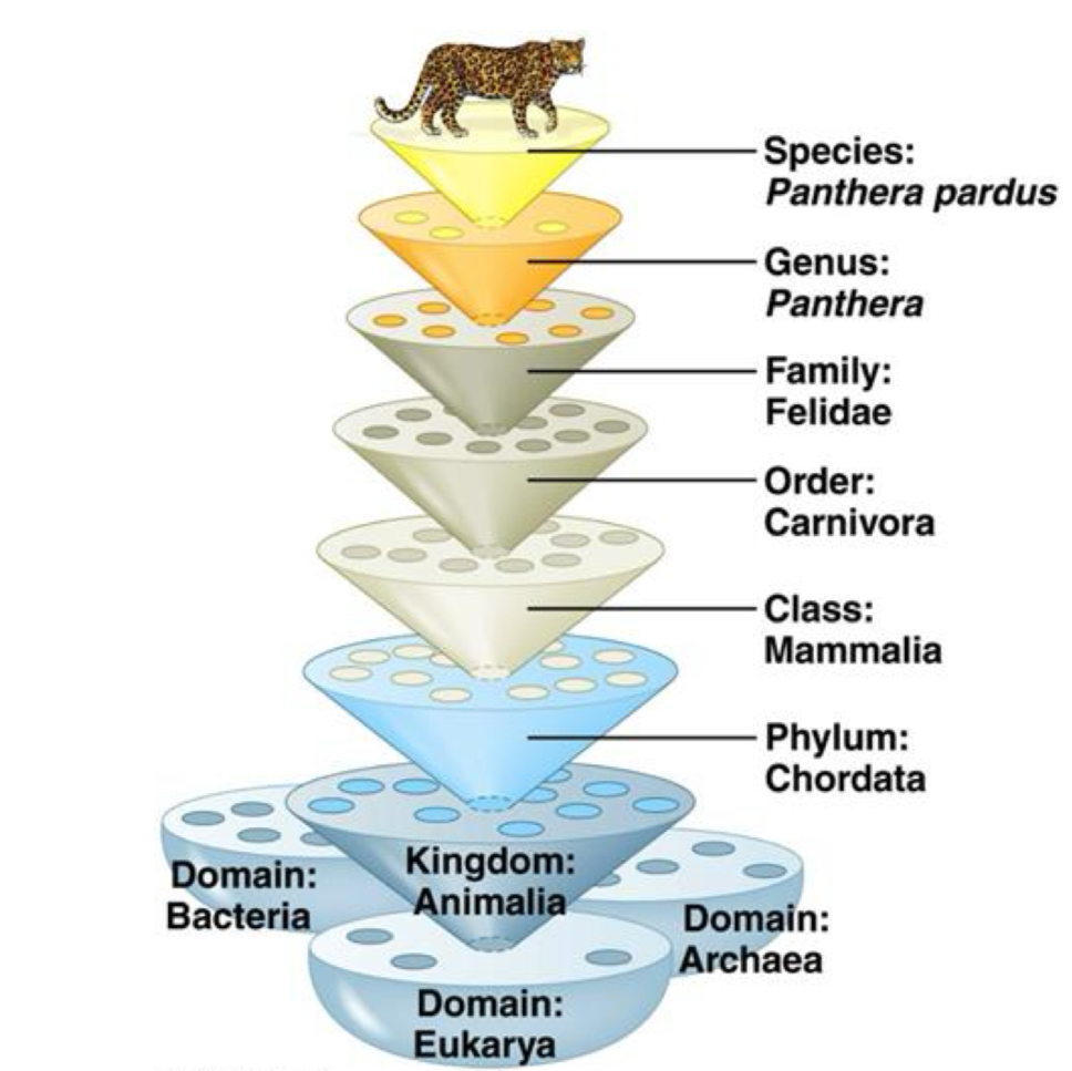 <p>Don’t Kids Prefer Candy Over Fresh Green Salad → Domain, Kingdom, Phylum, Class, Order, Family, Genus, Species</p>