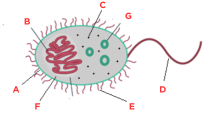 <p>What is structure ‘G’ called?</p>