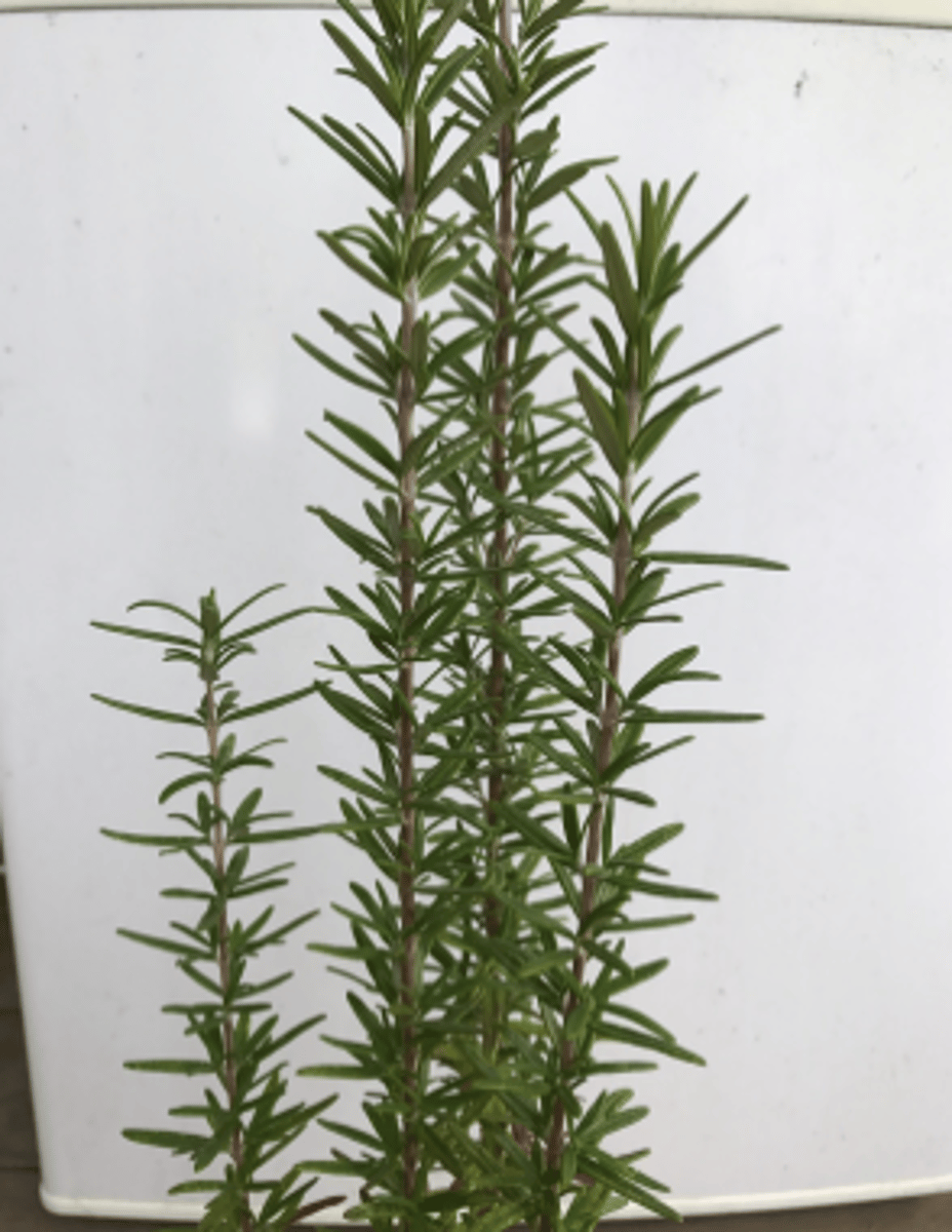 <p>an herb that has a sweet smell and that is used in cooking and perfumes</p>