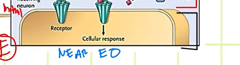 <p><strong>(3) This part of the magnified synapse is called the?</strong></p><p>This is where we can find the <em>majority of the receptors.</em></p><ul><li><p>Contains enzymes (metabolism)</p></li></ul><p></p>