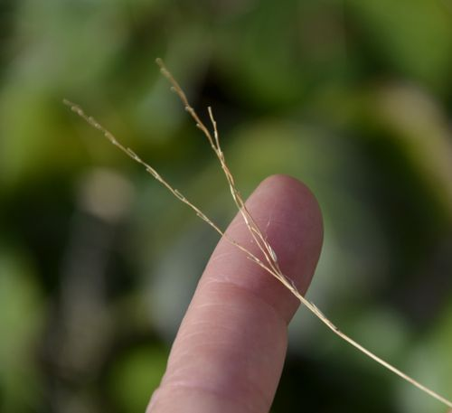 <p>fruits in spikelets in pairs, ciliate hairs where sheath of leaf meets stem, spread stoloniferously</p>