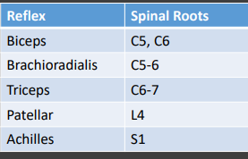 <p><strong>Muscle Stretch Reflexes: 0-5</strong></p><p>-0 = __ reflex elicited</p><p>-1+ = trace reflex</p><p>-2+ = _______ reflex</p><p>-3+ = _____ or “jumpy”</p><p>-4+ = brisk with sustained ______</p><p>-Look for cross _________ and pathologic spreading </p>