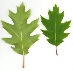 Quercus rubra