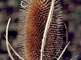 What is this species