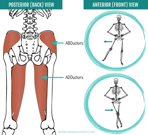 <p><span style="color: rgb(43, 49, 80)">Which of the following muscles draw the limb away from the midline?</span></p>