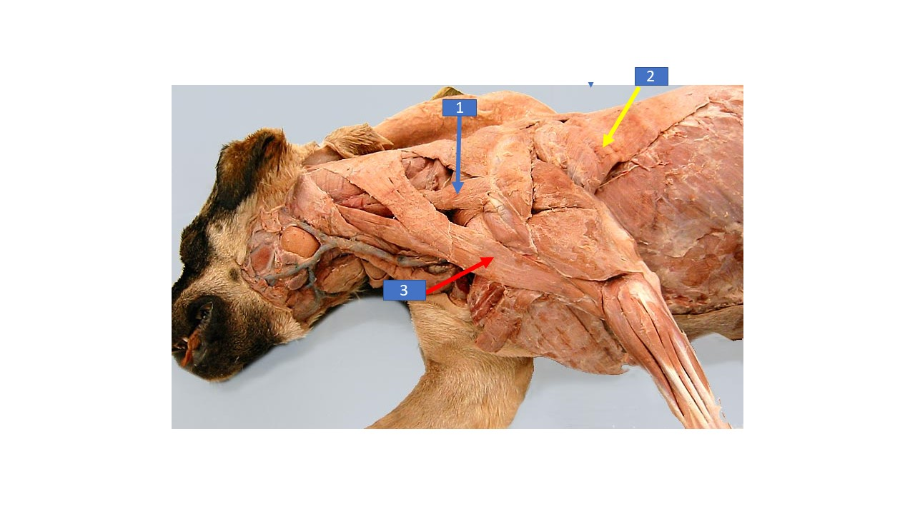 <p>What is the extrinsic muscle labeled 2 in the diagram?</p>