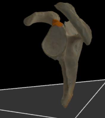 <p>knobbeltjes juist boven de cavitas glenoidalis voor een spieraanhechting</p>