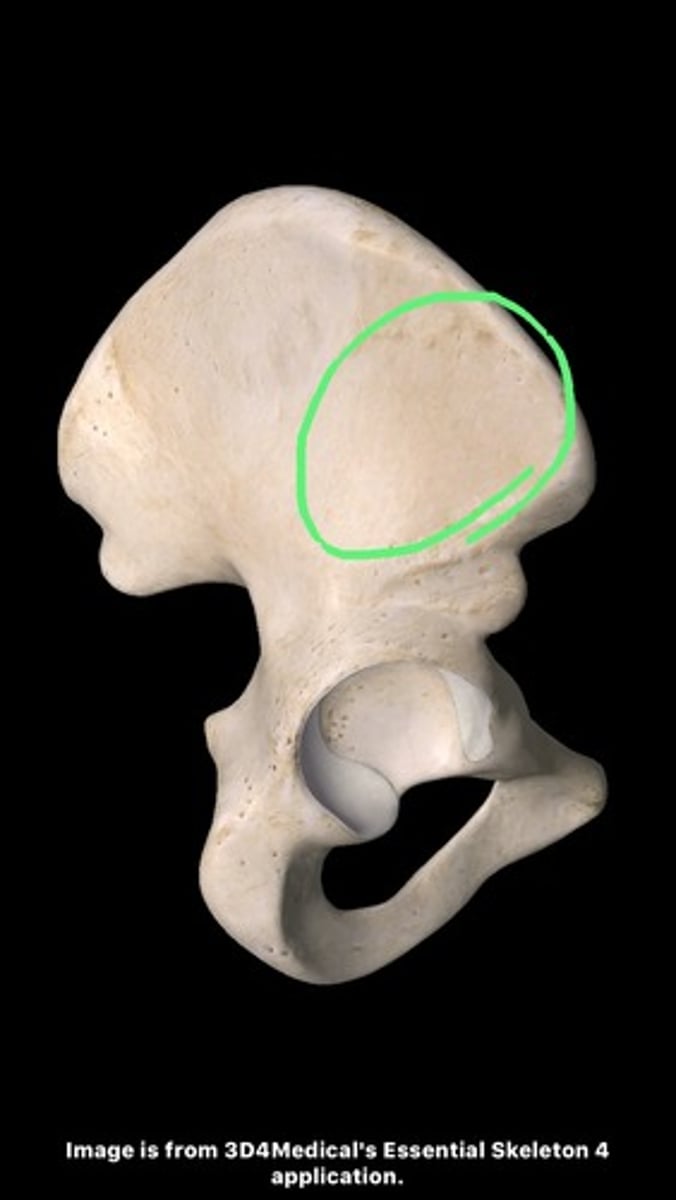 <p>dense, thick structural column of bone within the ilium of the pelvis</p>