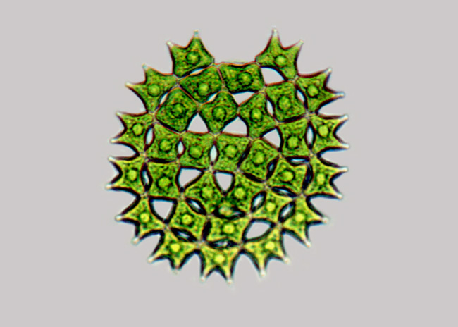 term image