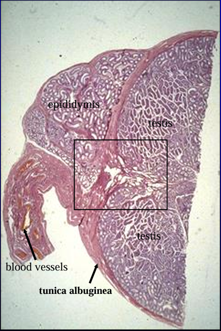 <p>Cross-section of the canine testis (right) and epididymis (top, left), H-E stain. </p><p>The section was cut at the level where the head of the epididymis is attached to the testis.</p><p> The structure below the epididymis (lower left) contains the blood supply to the testis and epididymis. </p><p></p>