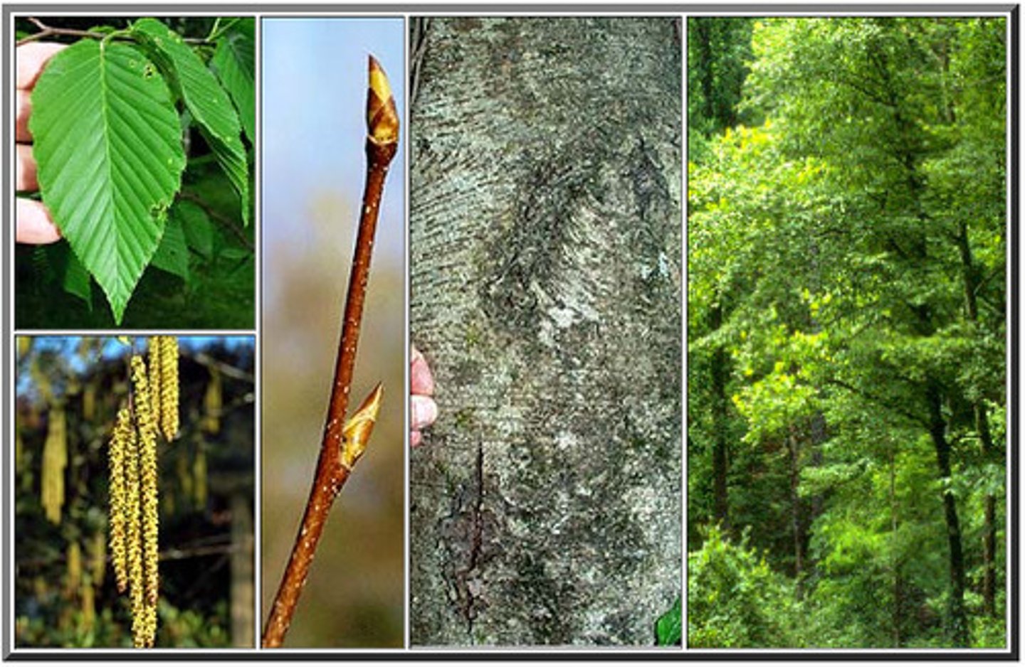 <p>A medium-sized deciduous tree in the birch family. In some older tree specimens the bark can (unlike most birches) develop vertical cracks into irregular scaly plates revealing rough darkish brown bark patterns. The twigs smell very strongly of wintergreen when scraped.</p>