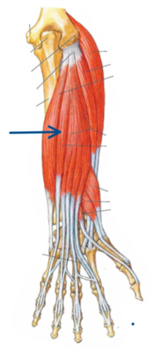 <p>Identify the innervation of the structure indicated by the arrow</p>