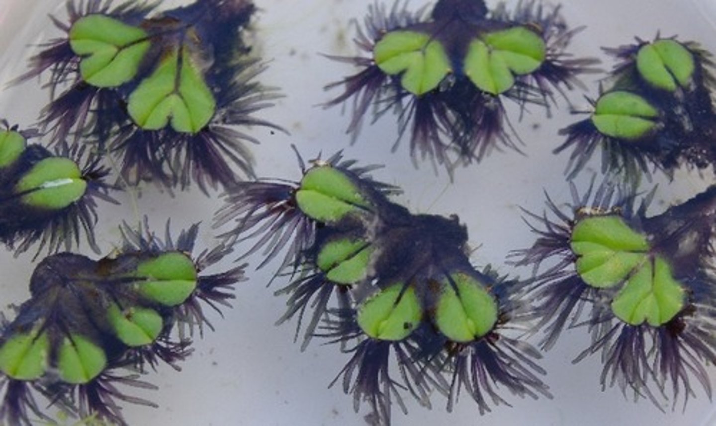 <p>rootlike structure that anchors; absorbs water and nutrients</p>