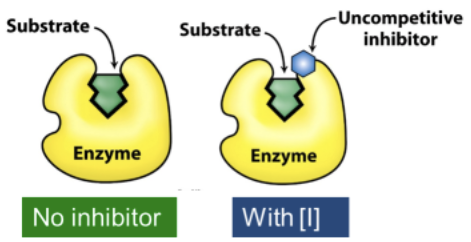 <ul><li><p>Uncompetitive inhibitors bind selectively to the ES complex, often adjacent to the active site → A ternary unproductive complex of ESI is formed</p></li></ul><p></p>