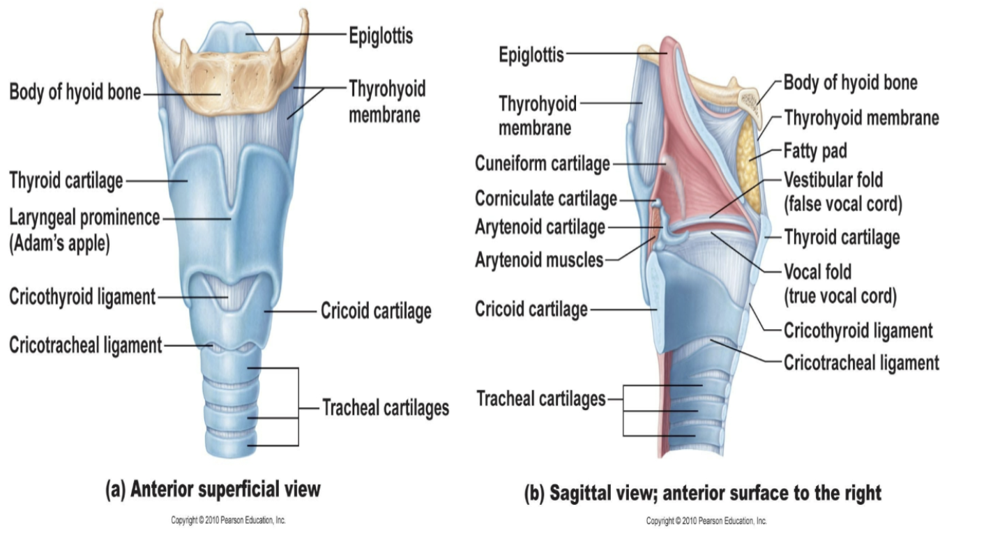 * Cartilage that closes the larynx to ensure food does not enter when swallowing 
* Connected to hyoid bone 