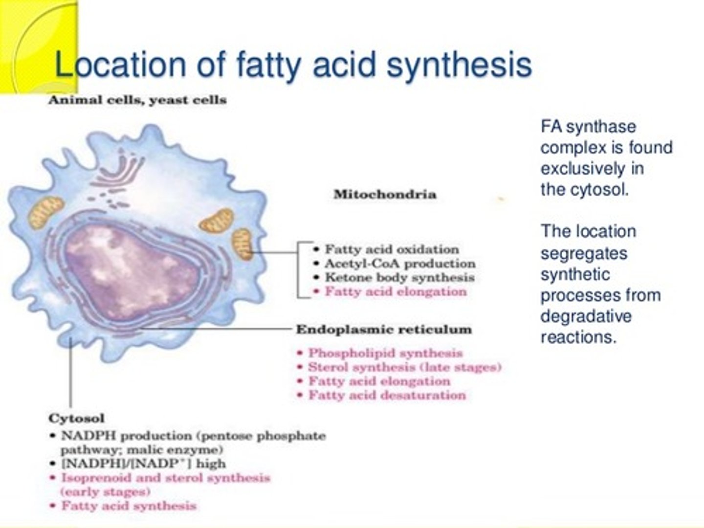 <p>(D) Cytoplasm</p><p>Fatty acid synthesis occurs in the cytoplasm.</p><p>Struggling to memorize the metabolic pathways (such as glycolysis and beta-oxidation)? Learn them like the back of your hand using Andrew's Metabolic Pathways Mastery Course @ https://mcatselfprep.com/course/andrews-metabolic-pathways-mastery-course/</p>