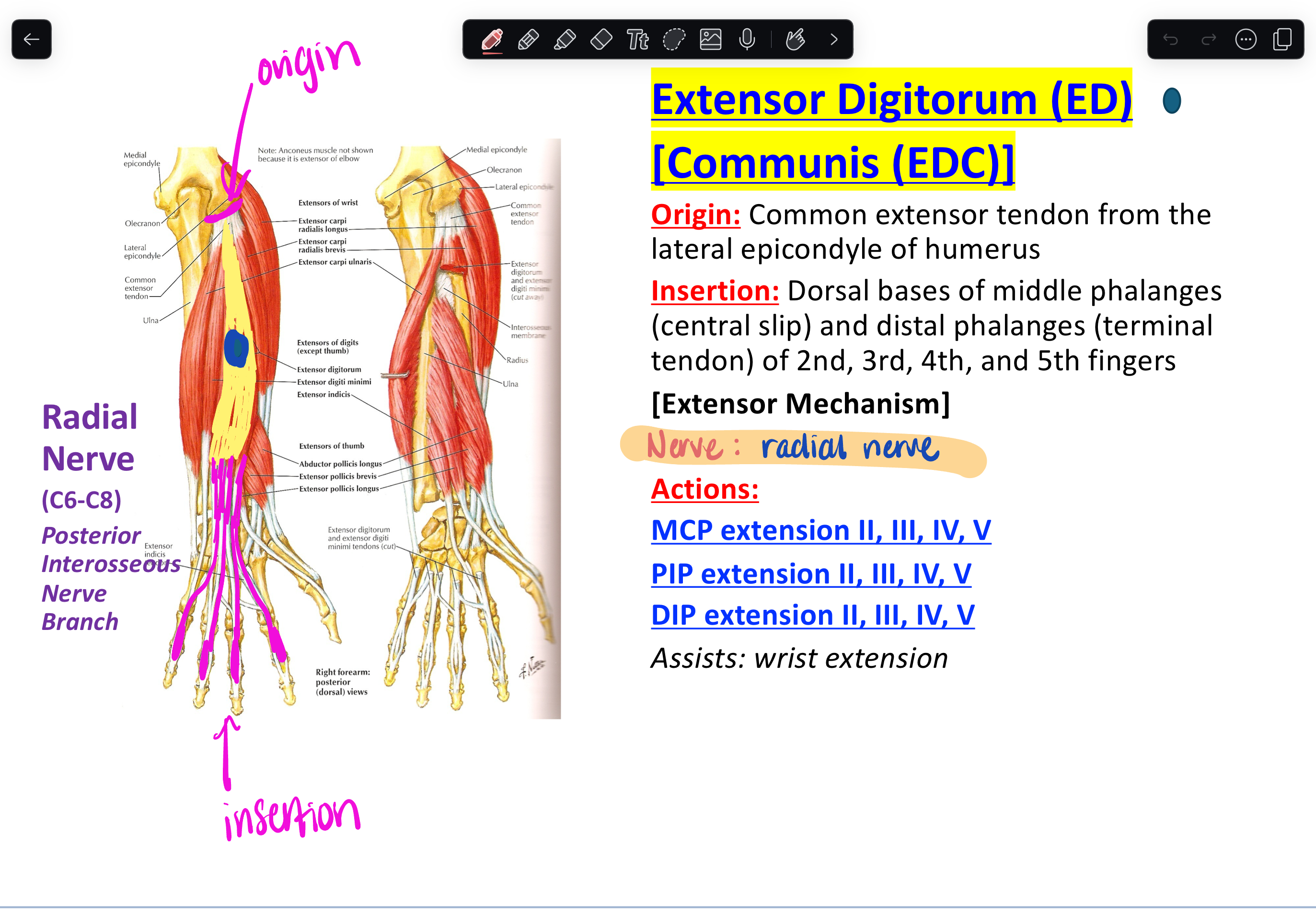 wrist & hand (lectures 3 and 4) Flashcards Knowt