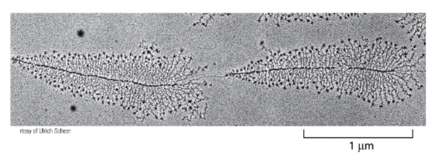 <ul><li><p>CAN SIMULTANEOUSLY TRANSCRIBE THE SAME GENE</p></li><li><p>DIRECTION?</p></li><li><p>&gt;1000 TRANSCRIPT COPIES CAN BE SYNTHESIZED IN 1 HOUR. HOWEVER, MOST GENES ARE NOT THAT HIGHLY TRANSCRIBED</p></li></ul><p></p>