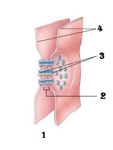 <p>Anchor cells together so it can remain in a continuous sheet</p>