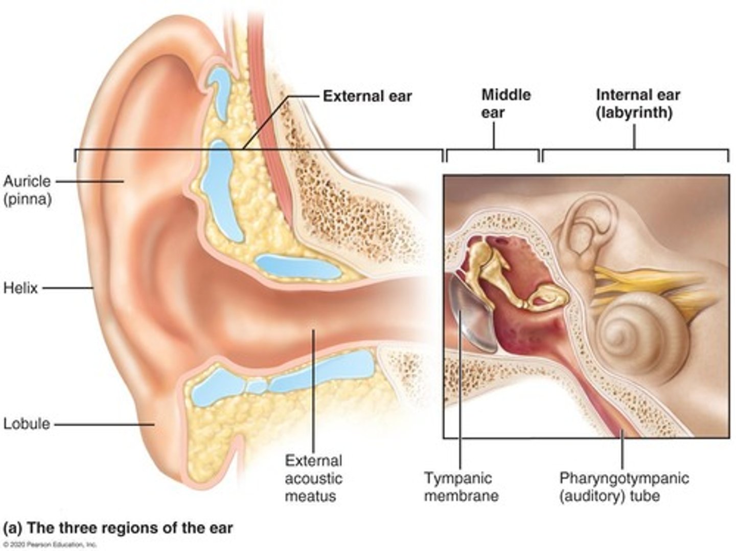 <p>Outer ear, middle ear, and inner ear.</p>