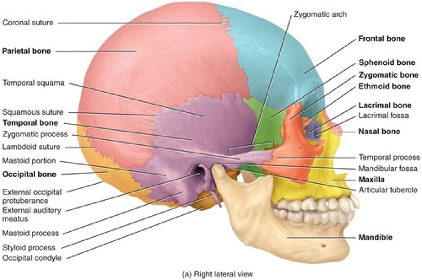 <p>Joints where flat bones of the skull meet.</p><p>Coronal - Squamous - Lambdoid - Sagittal</p>